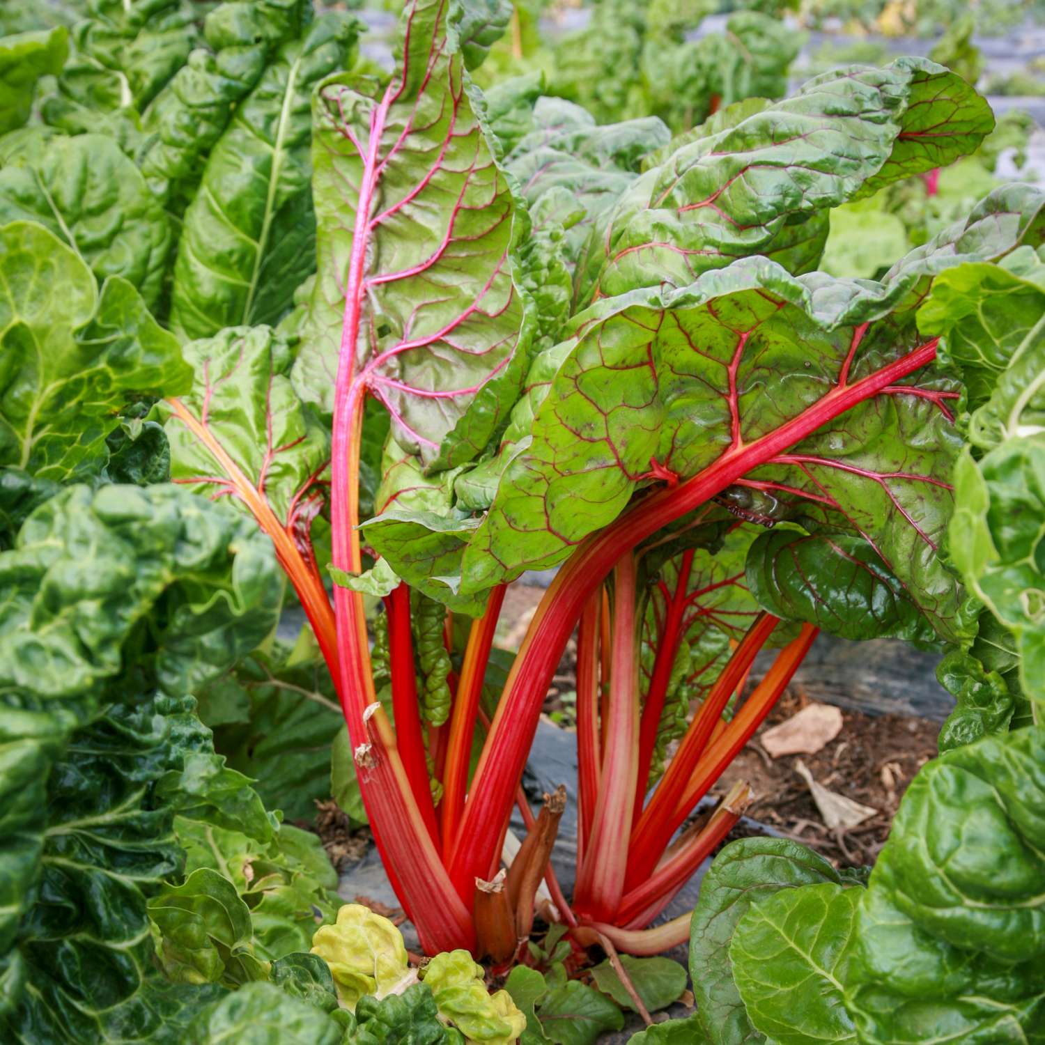 Rhabarber ‘Victoria’